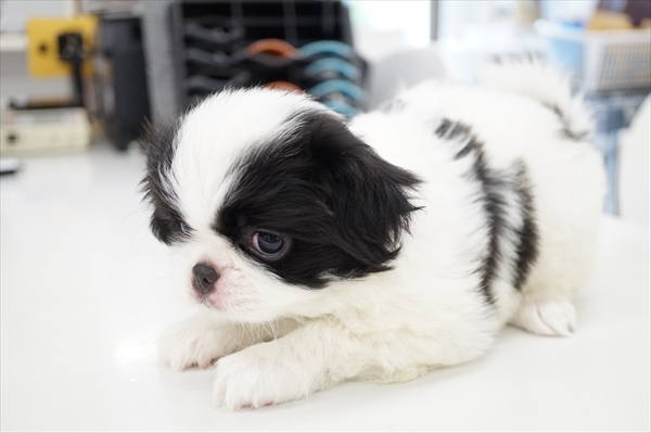 狆(ちん)子犬販売情報 | ペットショップ子犬専門ドッグサーチ