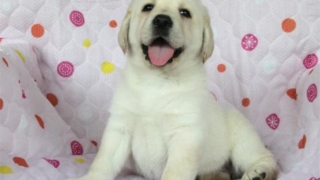 ラブラドール子犬