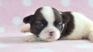 シーズー子犬