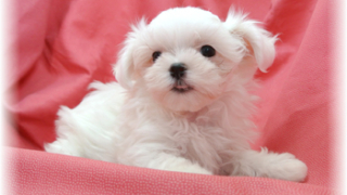 Thumbnail of post image 074