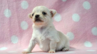 チワワロング子犬