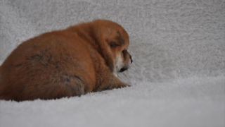 柴犬