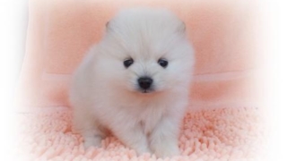 ポメラニアン