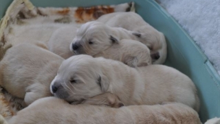 ゴールデンレトリバー子犬