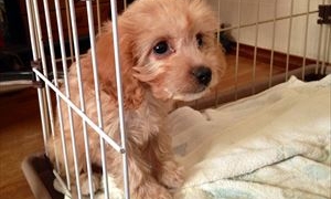 ミックス犬　キャバプー