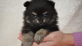 ポメラニアン子犬