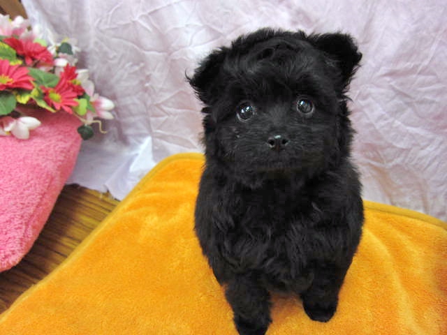 ミックス犬 ポメプー 生まれています 福岡出身 ペットショップ犬専門 ドッグサーチ