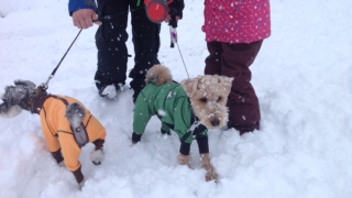 Thumbnail of post image 025
