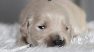 ゴールデンレトリバー子犬