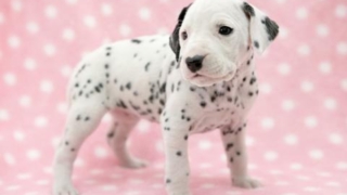 ダルメシアンの子犬