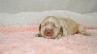 Aコッカー子犬