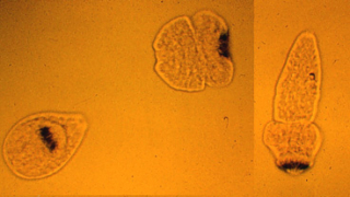 Thumbnail of post image 193