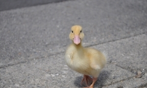 Thumbnail of post image 049
