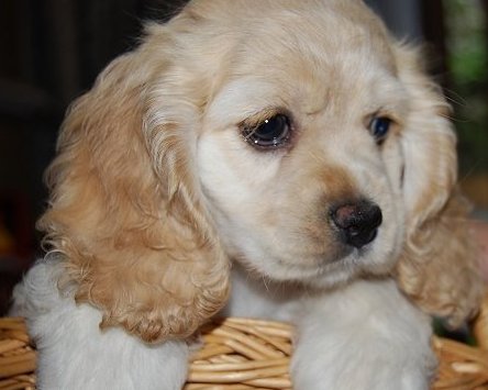 アメリカンコッカースパニエルの子犬情報 ペットショップ子犬専門 ドッグサーチ