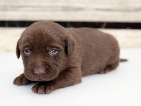 ラブラドール子犬出産情報 黒ラブ チョコラブ ペットショップ犬専門 ドッグサーチ