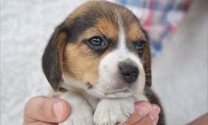 Thumbnail of post image 006