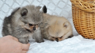 Thumbnail of post image 102