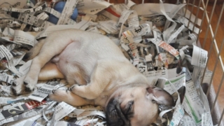 Thumbnail of post image 043