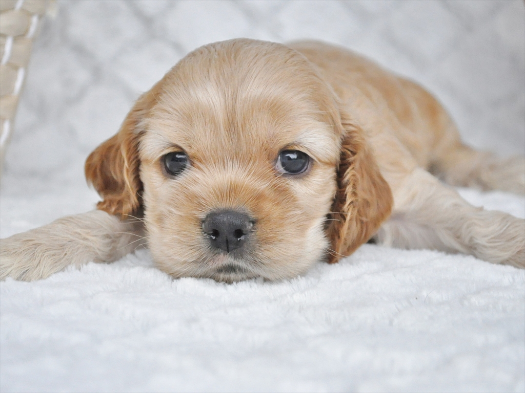 アメリカンコッカースパニエル子犬 15年7月生まれ 愛知ブリーダー 販売終了 ペットショップ犬専門 ドッグサーチ