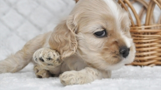 Thumbnail of post image 121