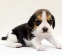 Thumbnail of post image 009