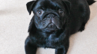 黒パグ　子犬