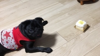 黒パグのあずきちゃん