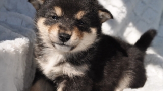黒柴　子犬