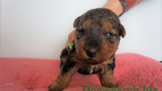 ウェルシュテリア子犬