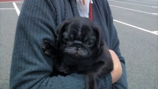 黒パグ子犬