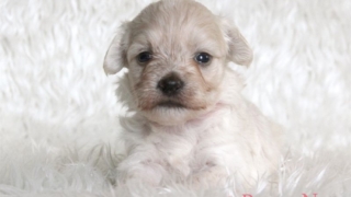 マルプー子犬