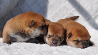 柴犬の子犬