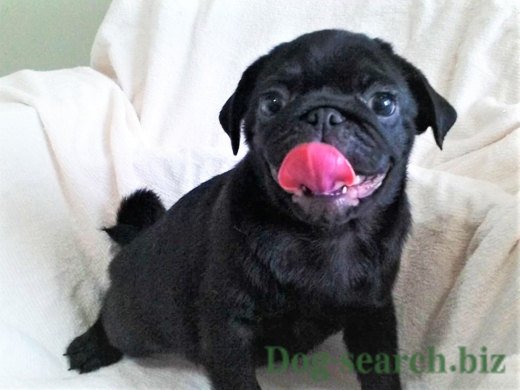 黒パグの子犬情報 18年3月7日生まれ オス 募集終了 ペットショップ犬専門 ドッグサーチ