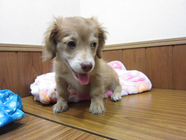 ダックス系のミックス犬 18年6月生 募集終了 ペットショップ子犬専門 ドッグサーチ