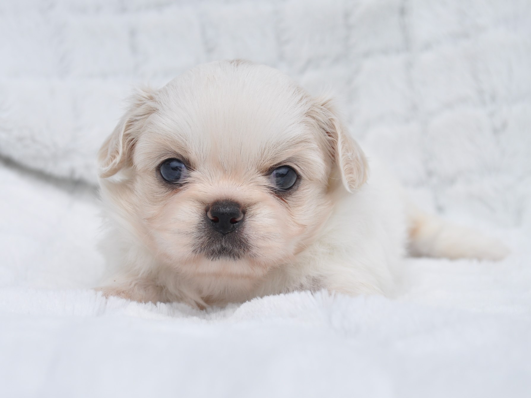 ミックス犬 ペキチワのメス子犬 18年7月21日生まれ 募集終了 ペットショップ犬専門 ドッグサーチ