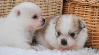 Thumbnail of post image 021