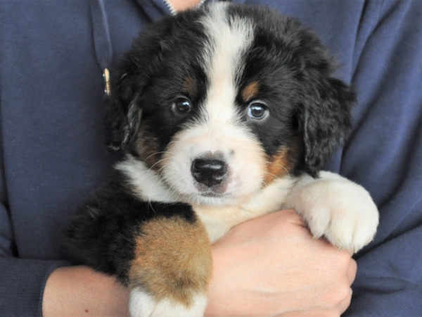 バーニーズマウンテンドッグ 18年9月14日生まれ 募集終了 ペットショップ子犬専門 ドッグサーチ