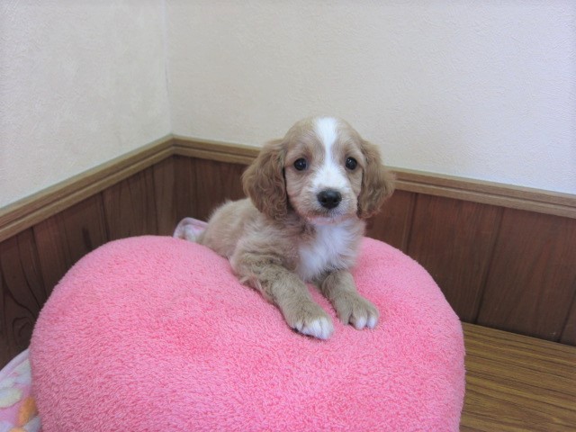 ミックス犬 キャバプー 18年9月生まれ 募集終了 ペットショップ犬専門 ドッグサーチ