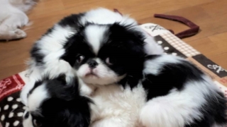 Thumbnail of post image 036