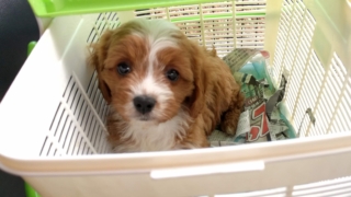 Thumbnail of post image 007