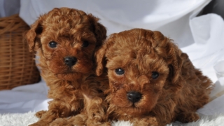 Thumbnail of post image 140