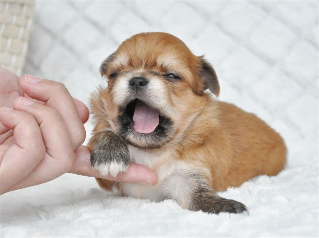してはいけないコミュニケーション方法 ペットショップ子犬専門 ドッグサーチ してはいけないコミュニケーション方法 ペットショップ子犬専門 ドッグサーチ