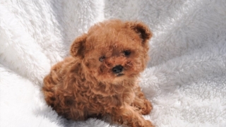 Thumbnail of post image 064