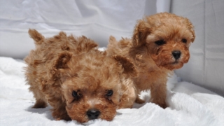 Thumbnail of post image 179