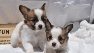 Thumbnail of post image 035