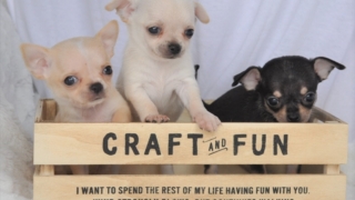 Thumbnail of post image 057