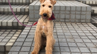 Thumbnail of post image 095