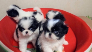 Thumbnail of post image 136