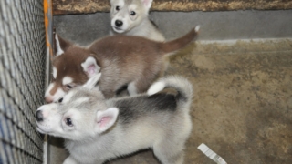 Thumbnail of post image 041