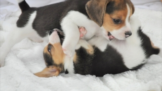 Thumbnail of post image 194